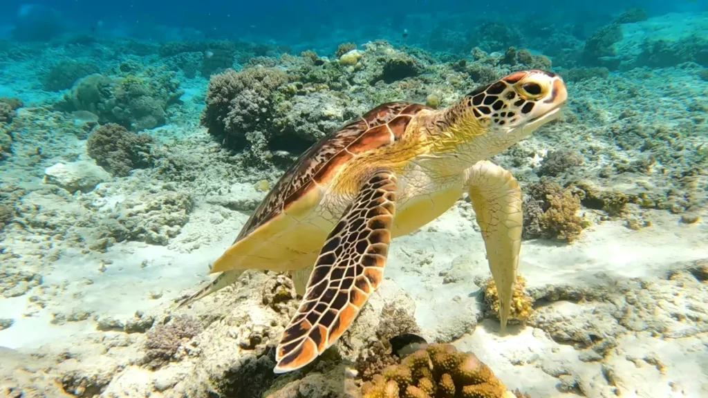 Wisata Gili Lombok